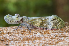 Fulgora lampetis 1