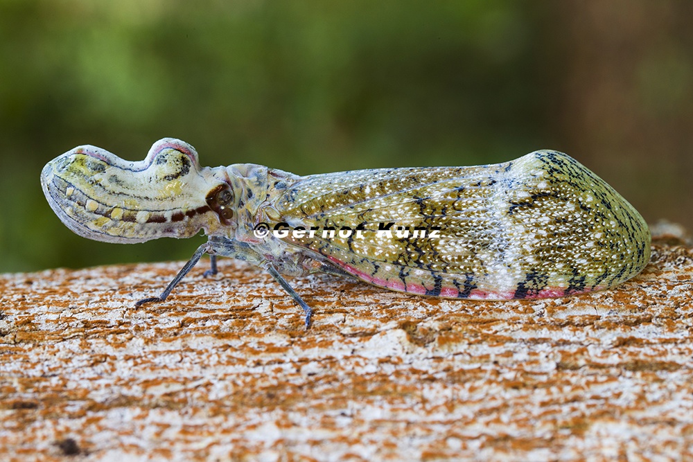 Fulgora lampetis 1
