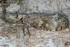 Fulgora laternaria  Peanut-headed Lanternfly  Machaca 3 2