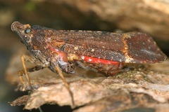 Fulgoridae 76 2