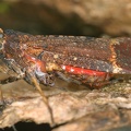 Fulgoridae 76 2