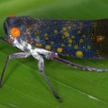 Matacosa miscella 1 3