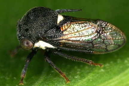 Ischnocentrus niger