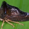 Hyphinoe sp  1 2