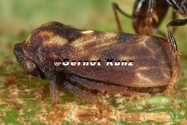 Endoiastus caviceps 2 2v - Endoiastus_caviceps_2_2v.jpg Endoiastus_caviceps_2_2v.jpg