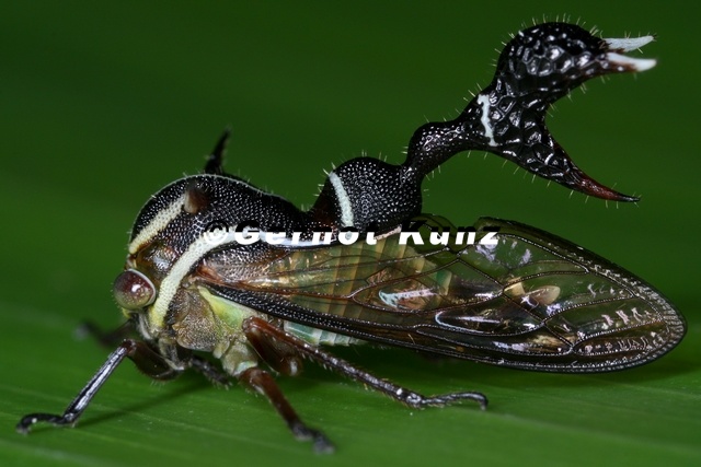 Heteronotus_trinodosus_3_2.jpg