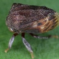 Bolbonota pictipennis4 2
