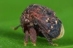 Bolbonota pictipennis8 2