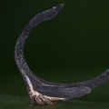 Cladonota apicalis6 2
