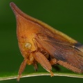 Enchenopa concolor8 2