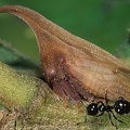 Enchenopa squamigera 1