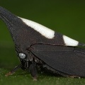 Enchophyllum dubium1 2