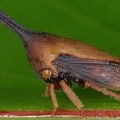 Guayaquila gracilicornis1 2