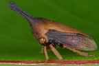Guayaquila gracilicornis1 2