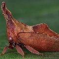 Membracinae indet  2 2v