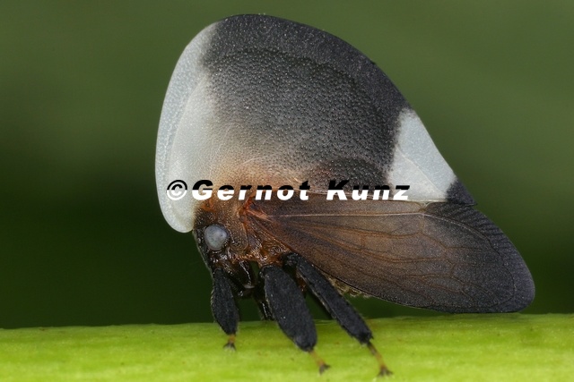 Membracis_tectigera_1_2.jpg