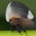 Membracis tectigera 1 2
