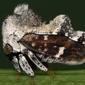 Notocera bituberculata 5 2
