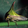 Umbonia crassicornis 2 