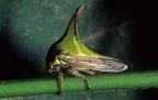 Umbonia crassicornis 2 