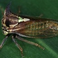 Tolania sp  1 2