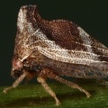 Entylia carinata1 2