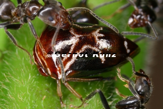 Horiola picta2 2