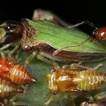 Metheisa lucillodes 5 2
