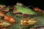 Metheisa lucillodes 5 2