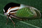 Micrutalis malleifera9 2