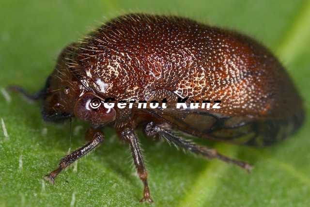 Neotynelia pubescens9 2 - Neotynelia_pubescens9_2.jpg Neotynelia_pubescens9_2.jpg