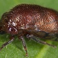 Neotynelia pubescens9 2