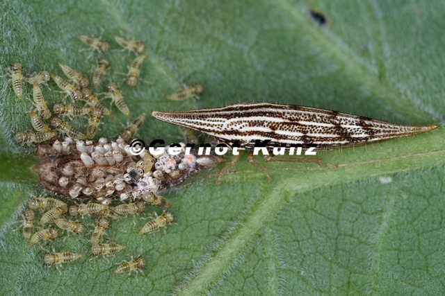 Polyglypta costata3 2 - Polyglypta_costata3_2.jpg Polyglypta_costata3_2.jpg
