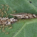 Polyglypta costata3 2