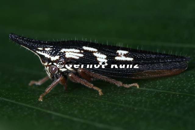 Polyglypta_costata6_2.jpg