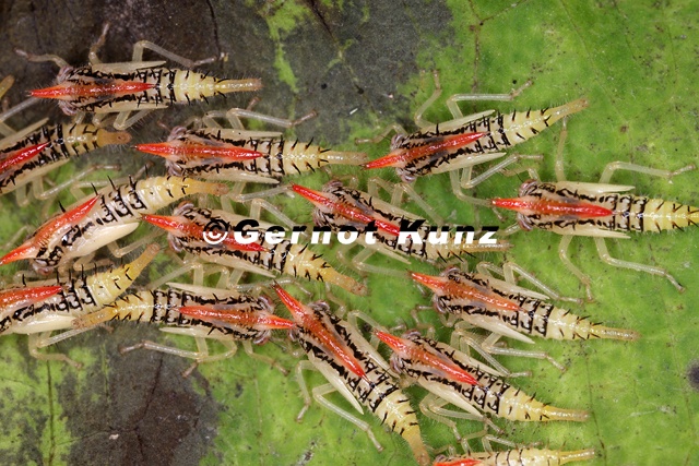 Polyglypta_sp__L1_2v.jpg