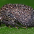 Smiliinae2