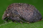 Smiliinae2