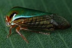 Thrasymedes variata3 2
