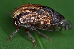 Vanduzea albifrons3 2