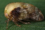 Vanduzea cf segmentata 9 2
