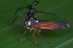 Stegaspidinae