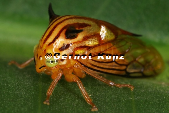 Poppea zebrina4 2