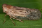 Nogodinidae