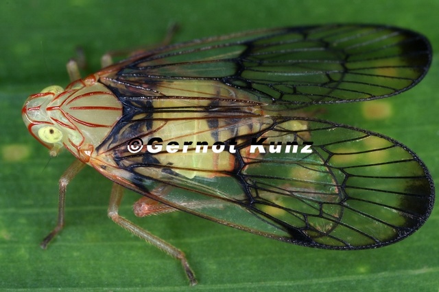 Cyphoceratoponini 1 2 - Cyphoceratoponini_1_2.jpg Cyphoceratoponini_1_2.jpg