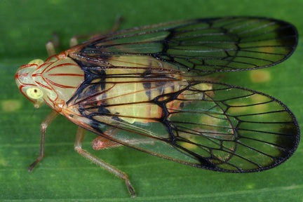 Cyphoceratoponini 1 2