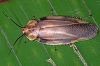 Achroblatta luteola  Luteola Giant Cockroach 1 2