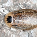 Archimandrita marmorata  Marmorata Giant Cockroach 5 2