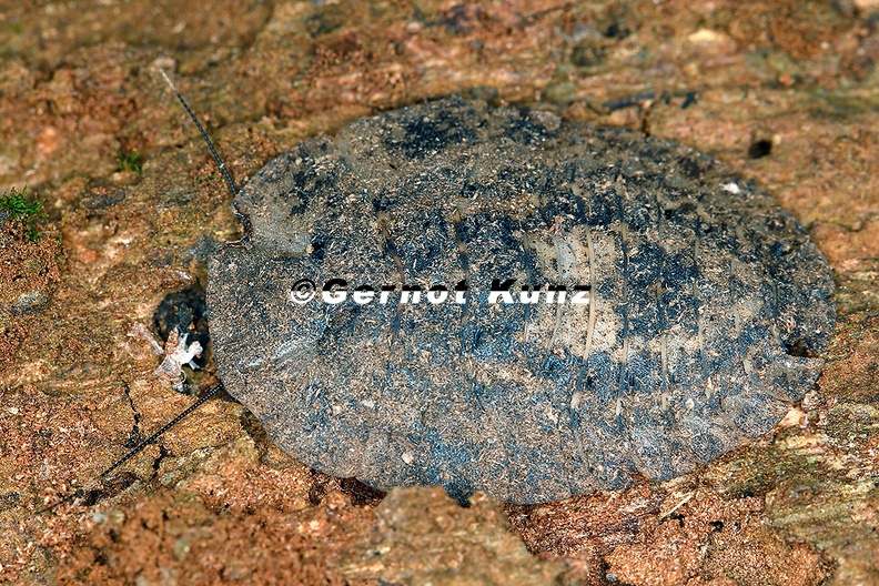 Blaberidae_indet__L__Giant_Cockroach_5_2.jpg
