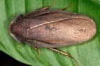 Blaberidae indet   Giant Cockroach 1